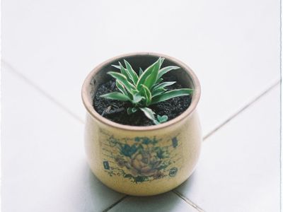 A green plant in a ceramic pot representing growth